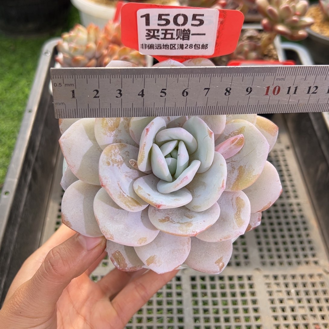 表妹精品多肉1505.