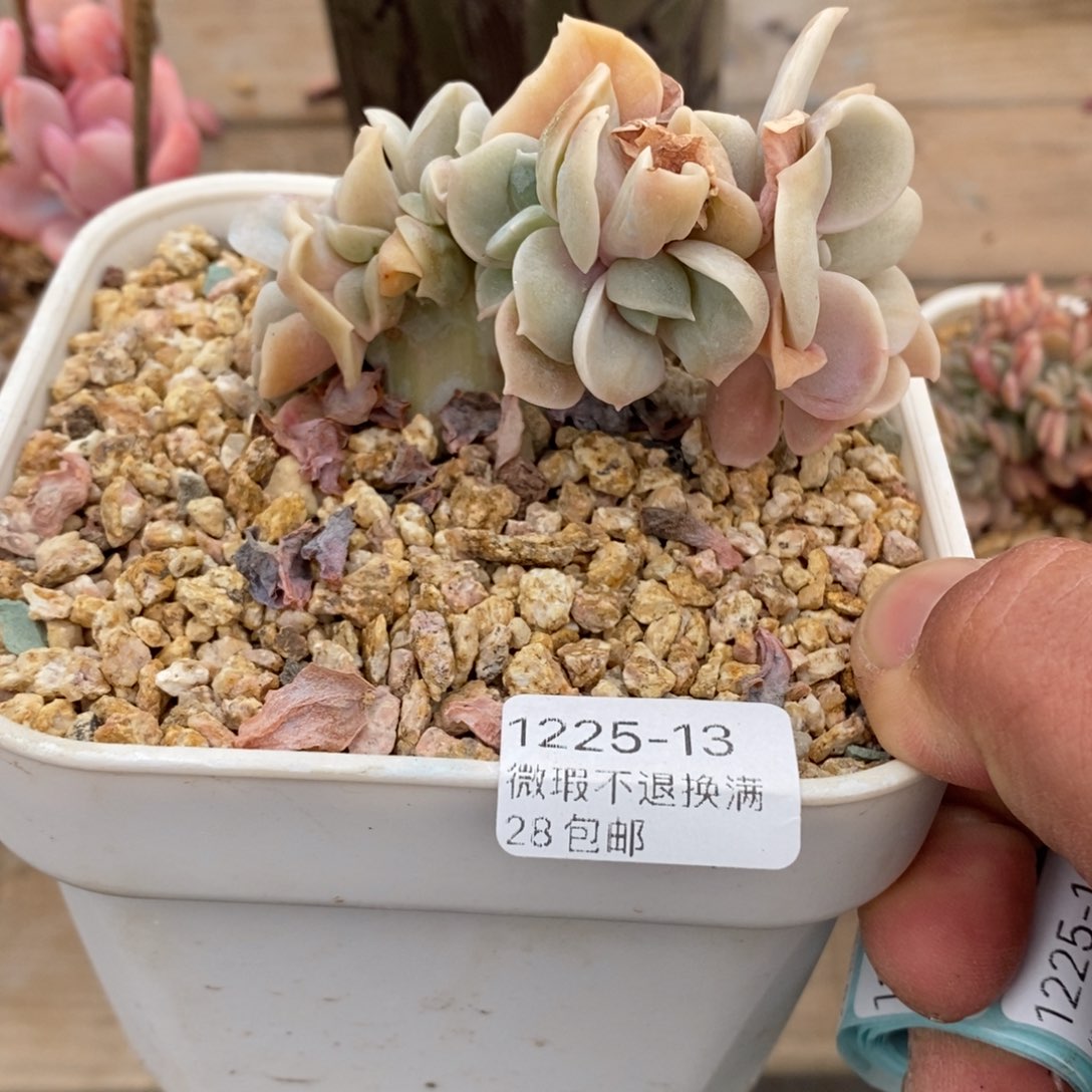 S***龍13号多肉福利啦啦啦