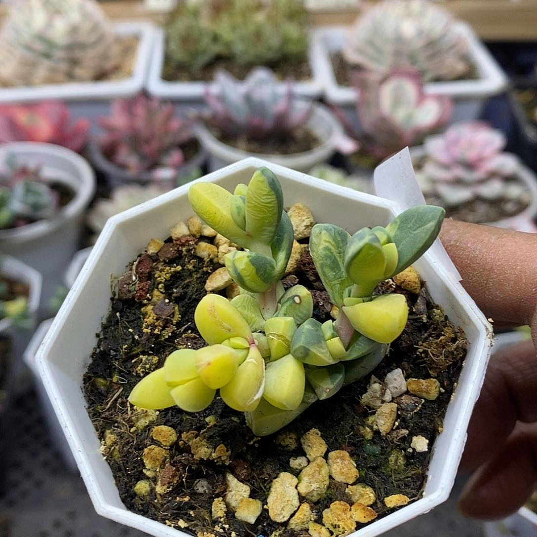 3066 鹿角海棠锦