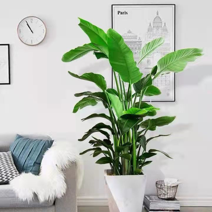 天堂鸟盆栽观叶绿植书房玄关室内净化空气客厅办公室装饰植物