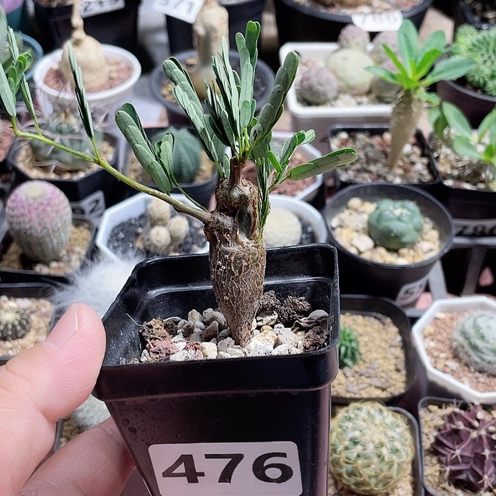 476沙漠苏木块根