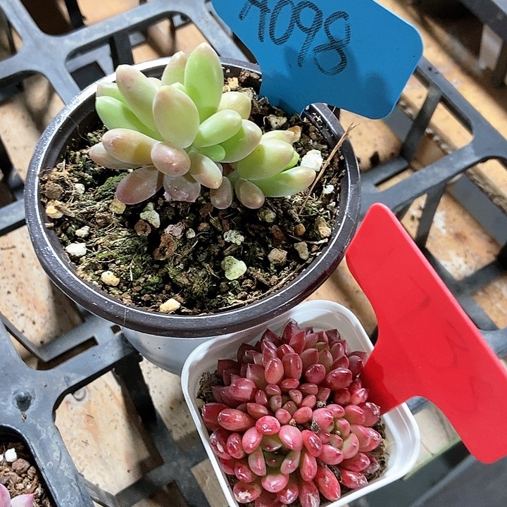 多肉植物a098 1738