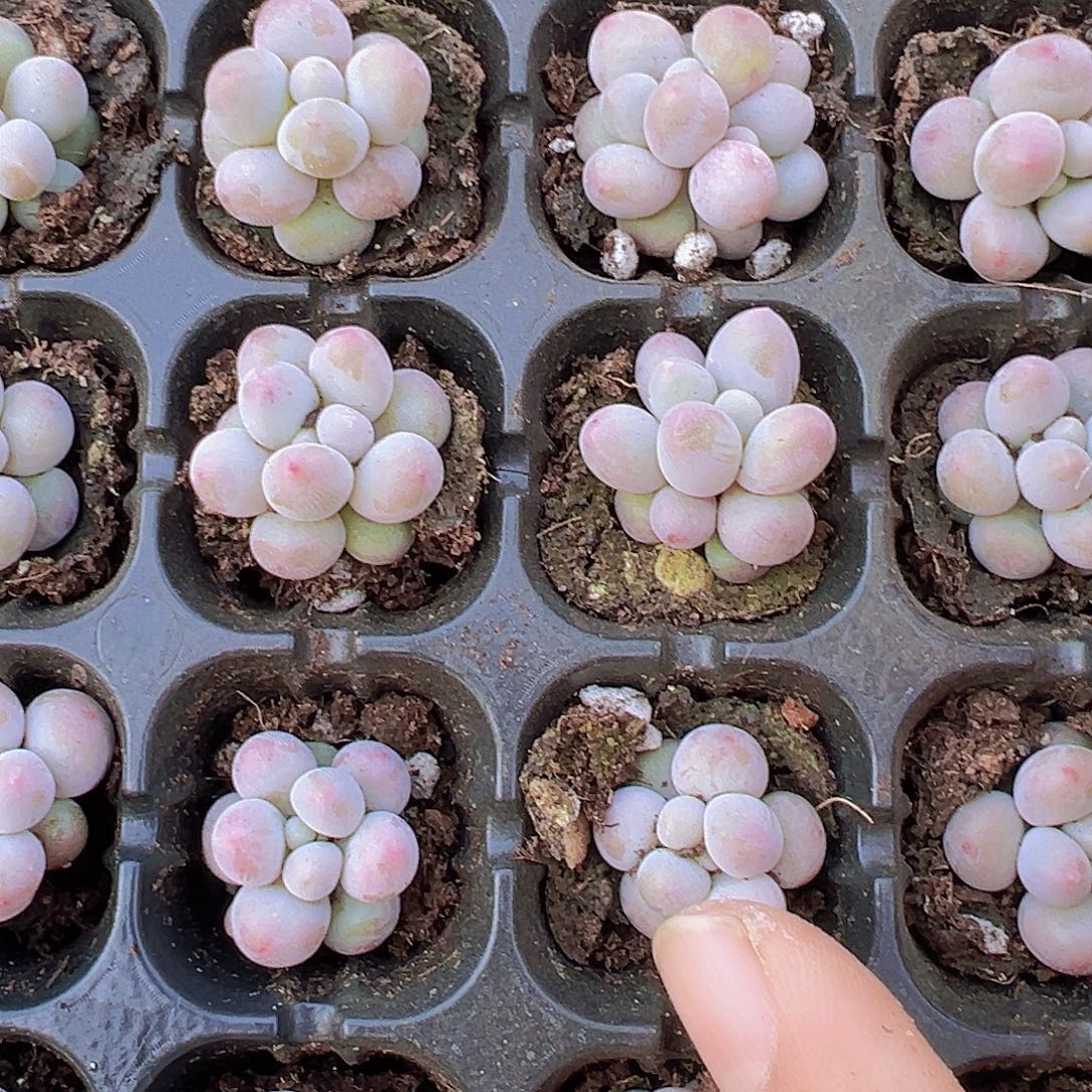 汤圆苗5颗多肉植物