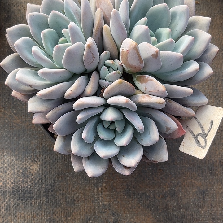 三***叶晨语多肉，一物一拍79