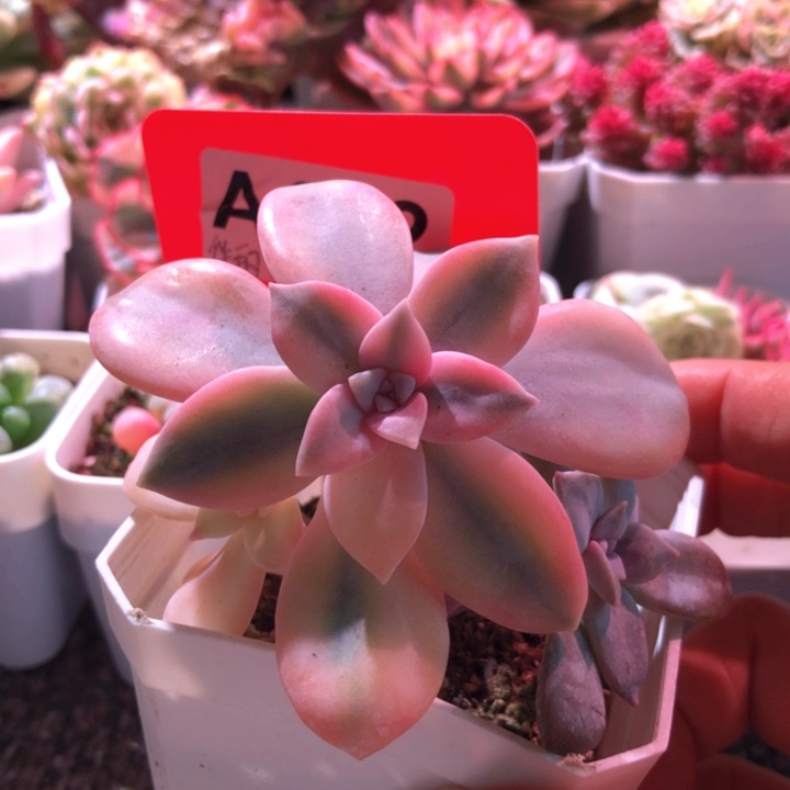 华丽纸风车有根有