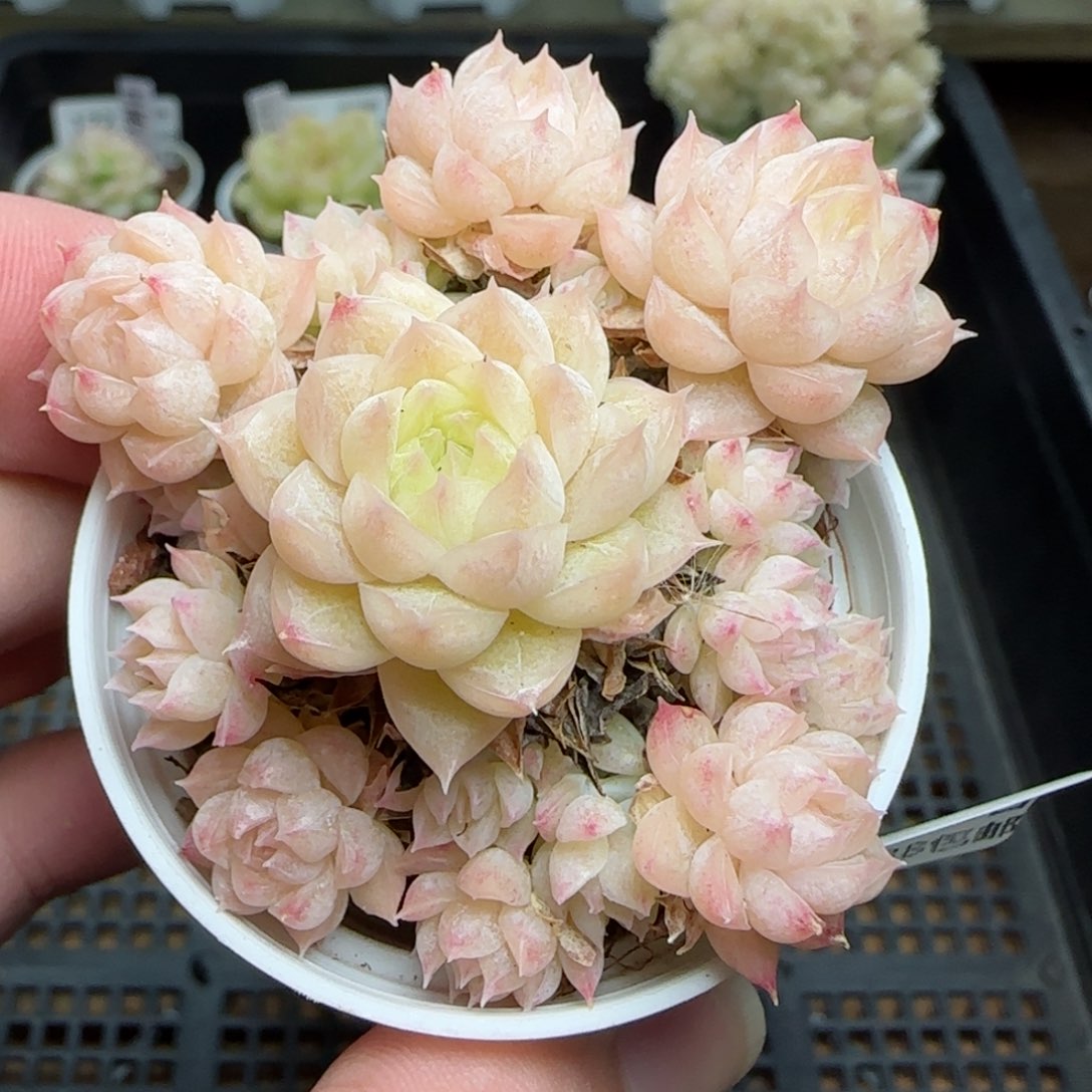 0220-176麦秆麦秆