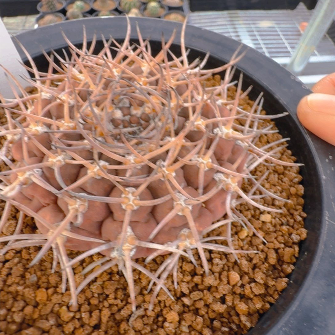 仙***大06自根仙人球晨夕花坊