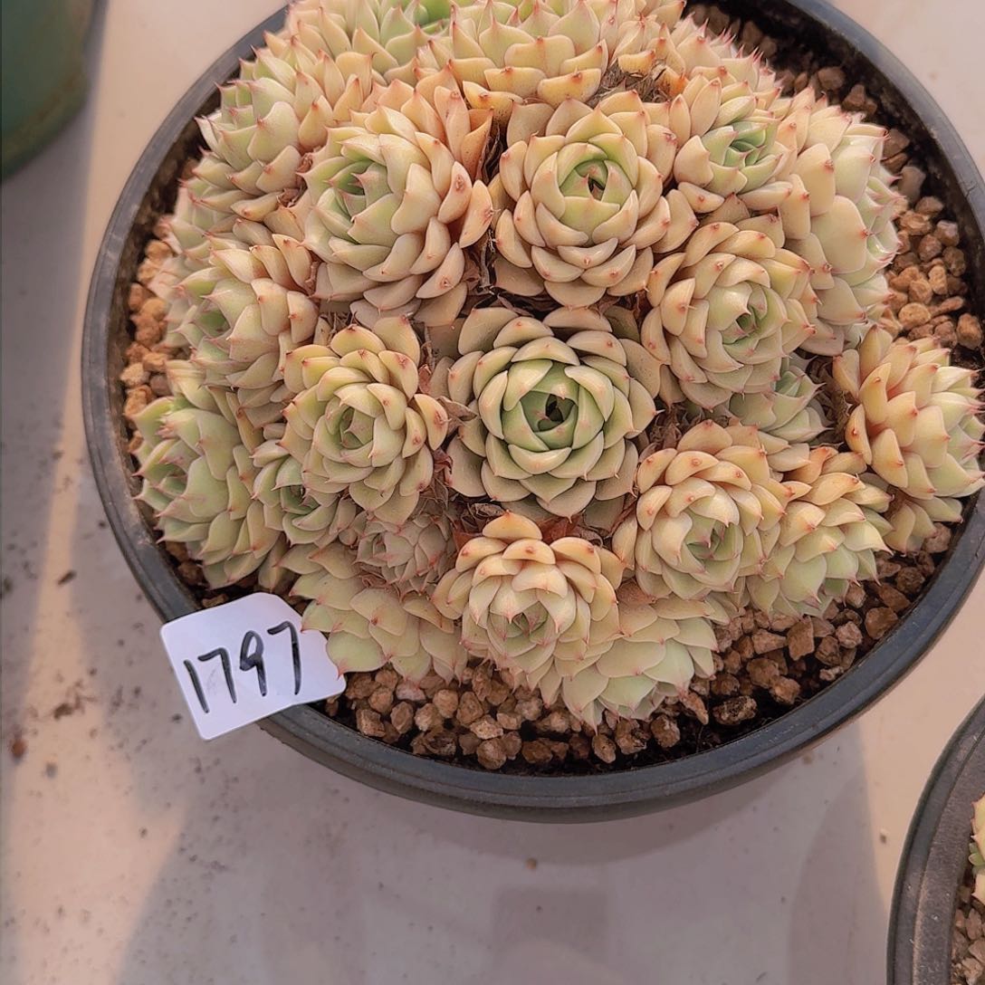 L**y1797本巴多肉植物