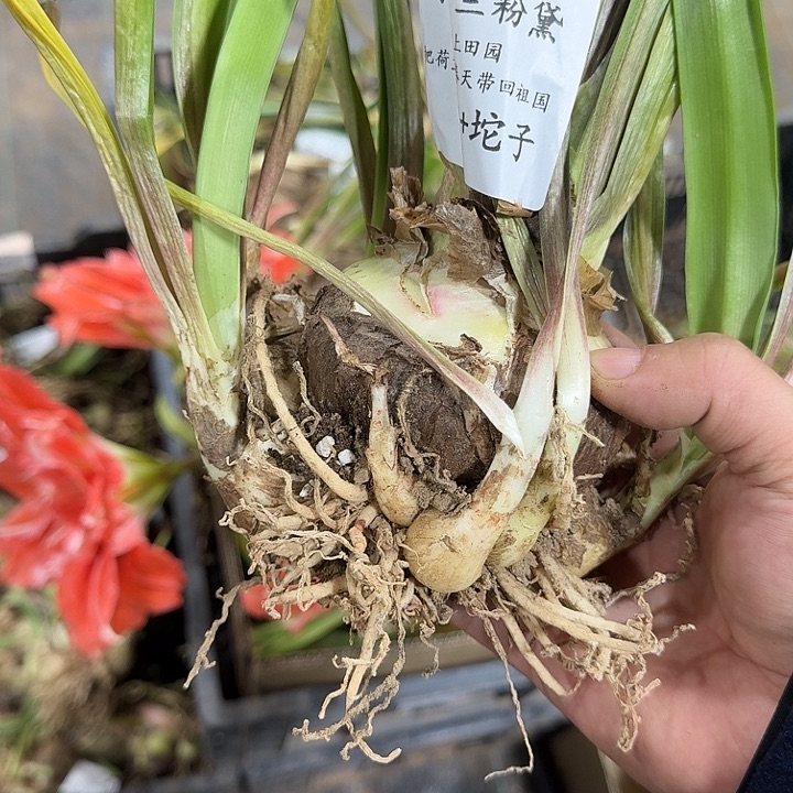 紫罗兰粉黛8厘米坨坨