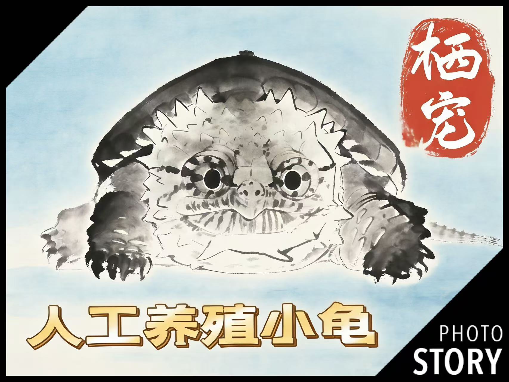 【主播推荐】人工养殖宠物龟