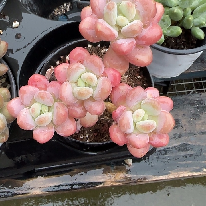 青蛙王子儿童牙膏套装原价11