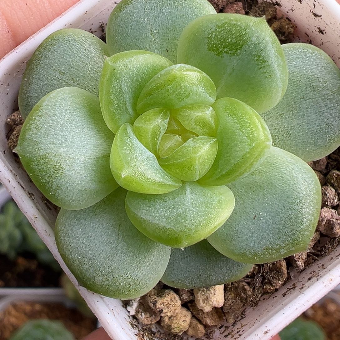 遥遥领先 冰玻璃渣 开播福利