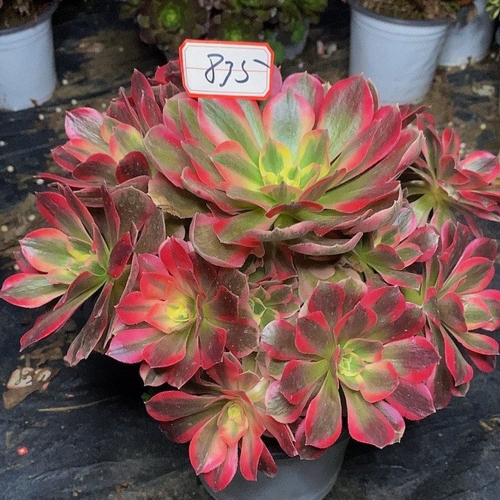 七彩石老桩福利的835号