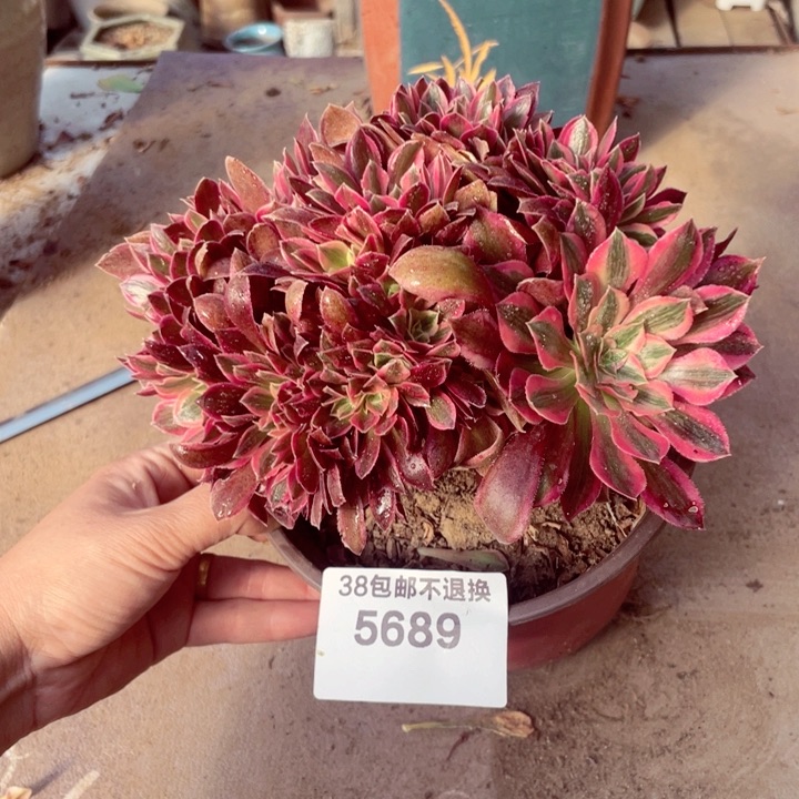 5689，女神缀不包邮