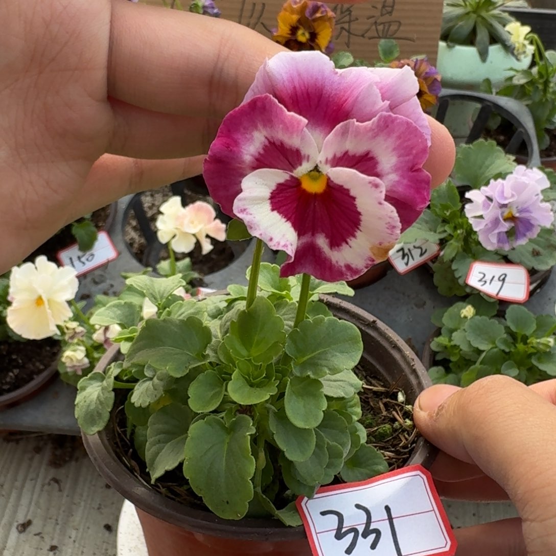 大部分花苞少量开放331