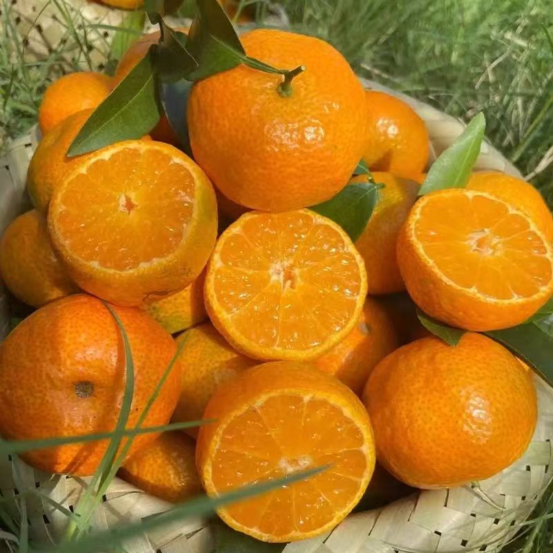 广西桂林甜蜜沙糖橘新鲜现摘应季水果爆甜多汁少籽无渣9甜1酸
