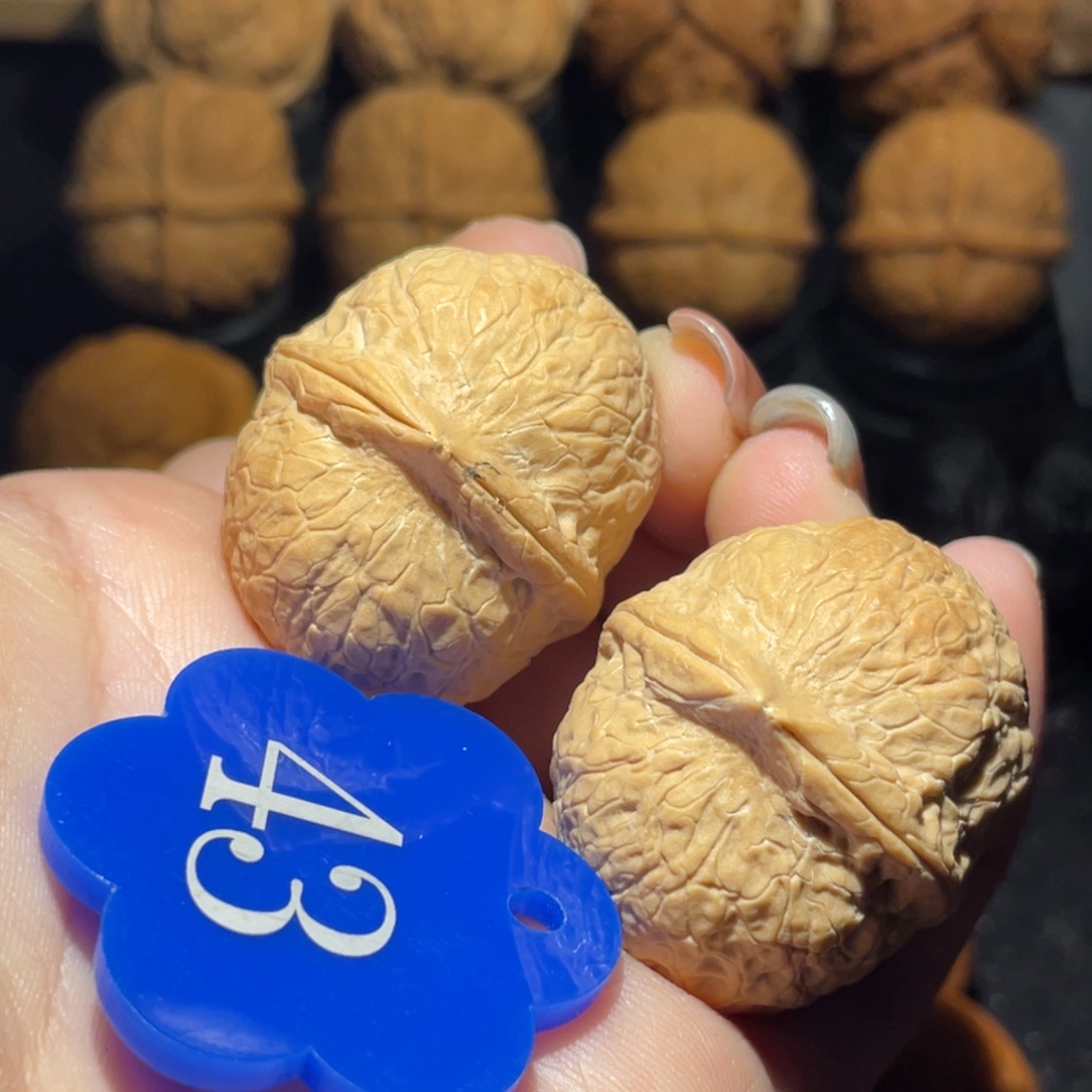 龙珠34尺寸核桃。  