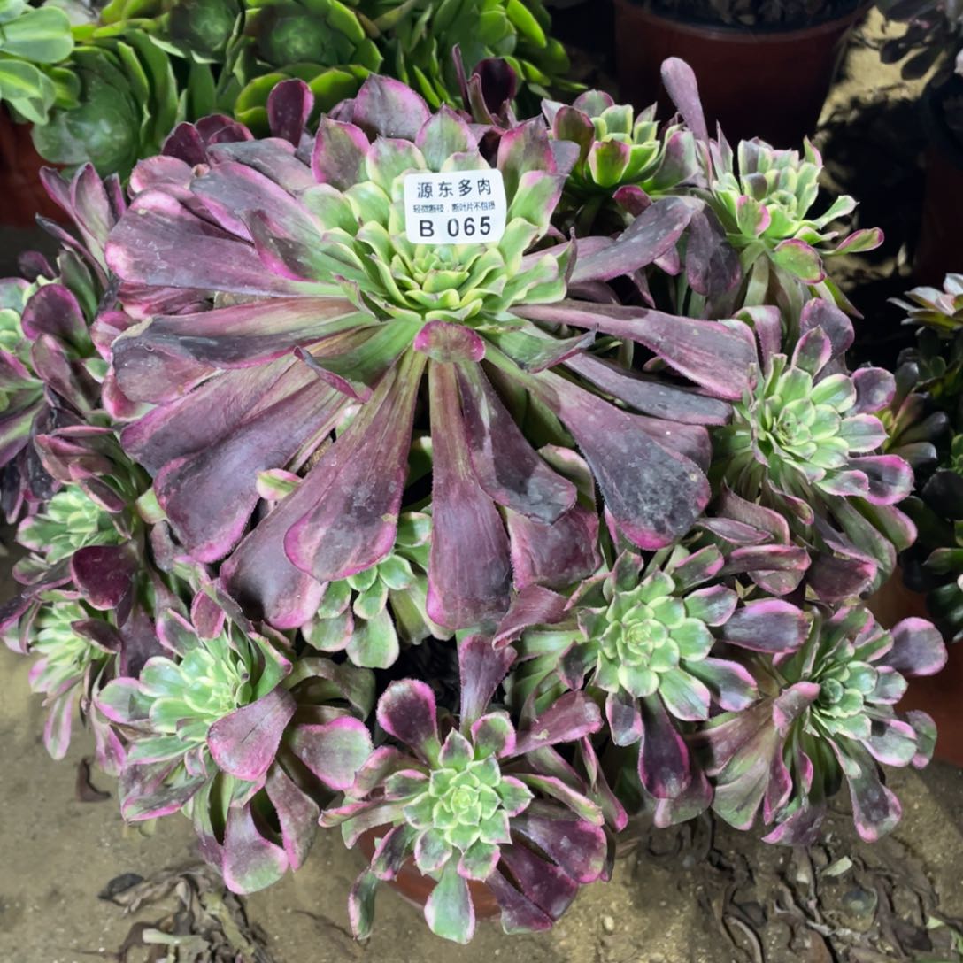 065紫烟多肉法师断枝不包