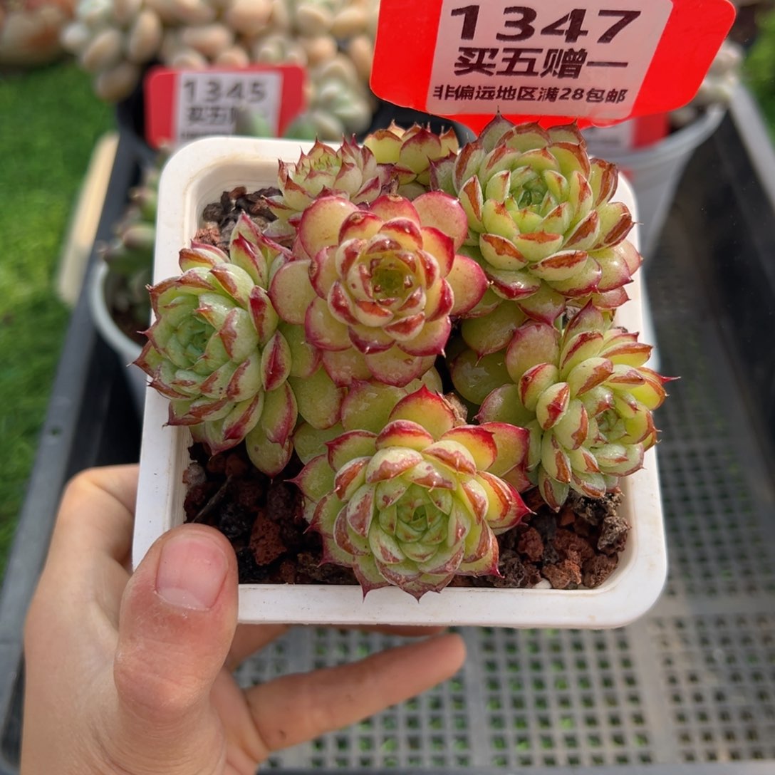 表妹精品多肉1347.