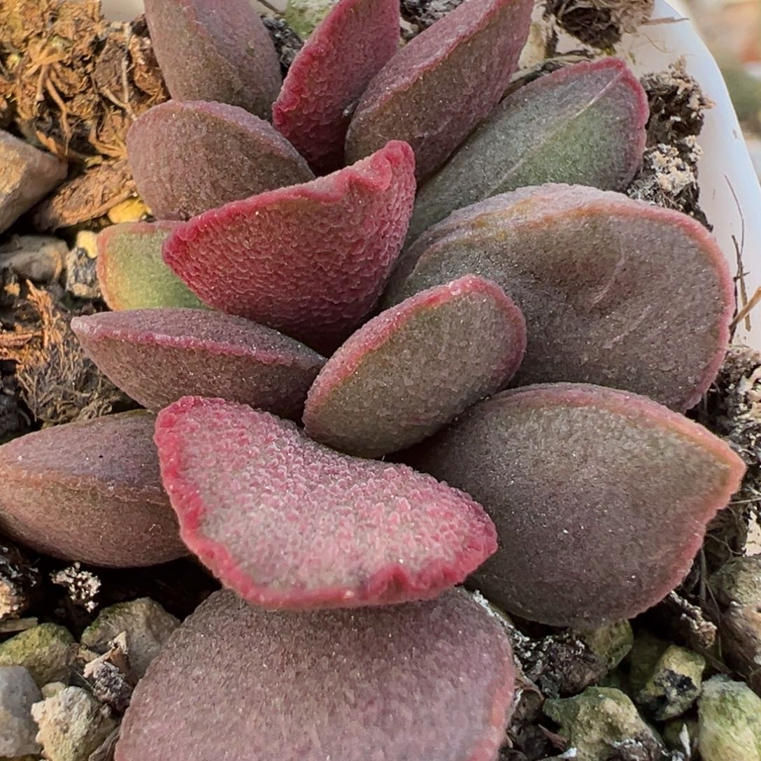 公爵夫人多肉植物水泡