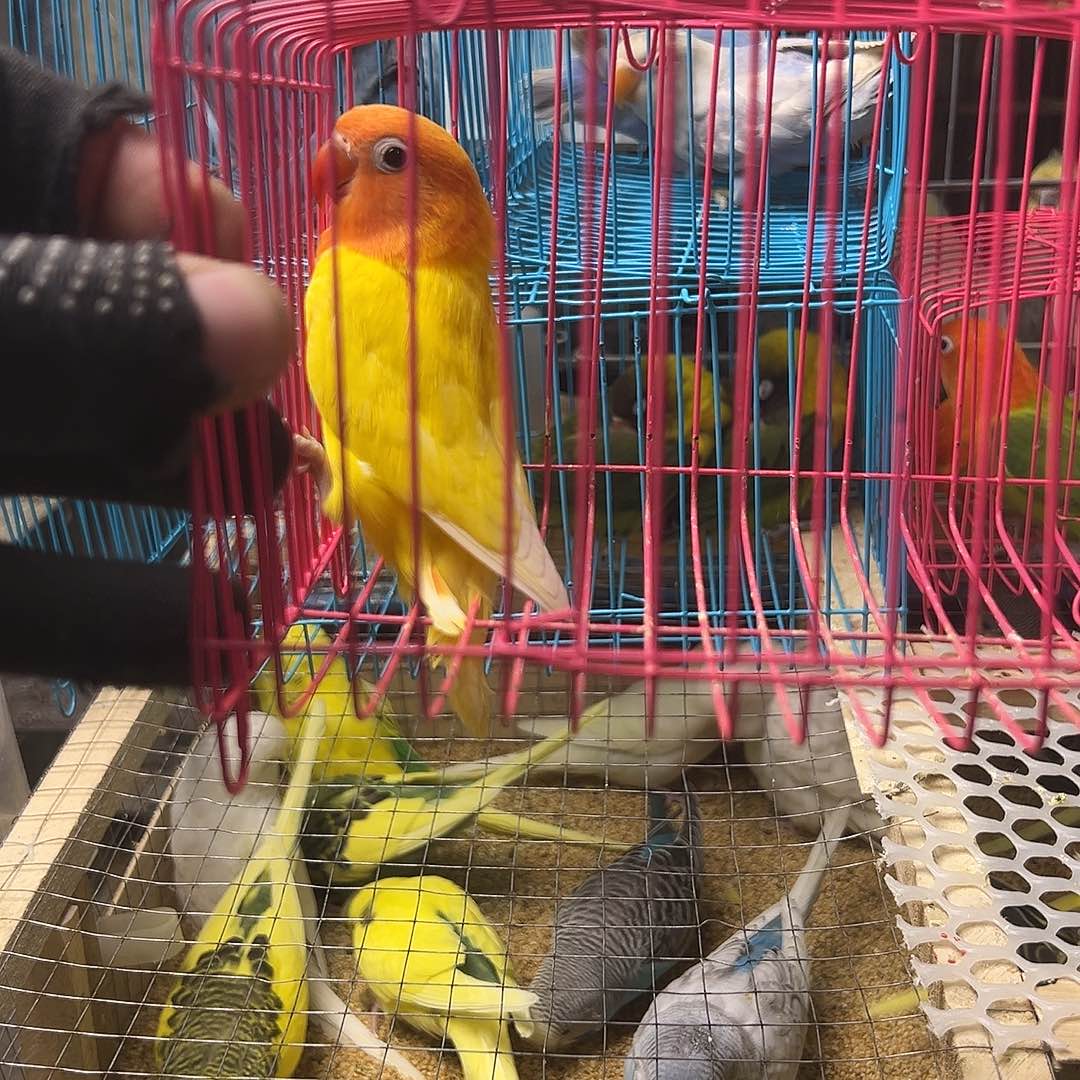 虎皮鹦鹉黄金丝1只