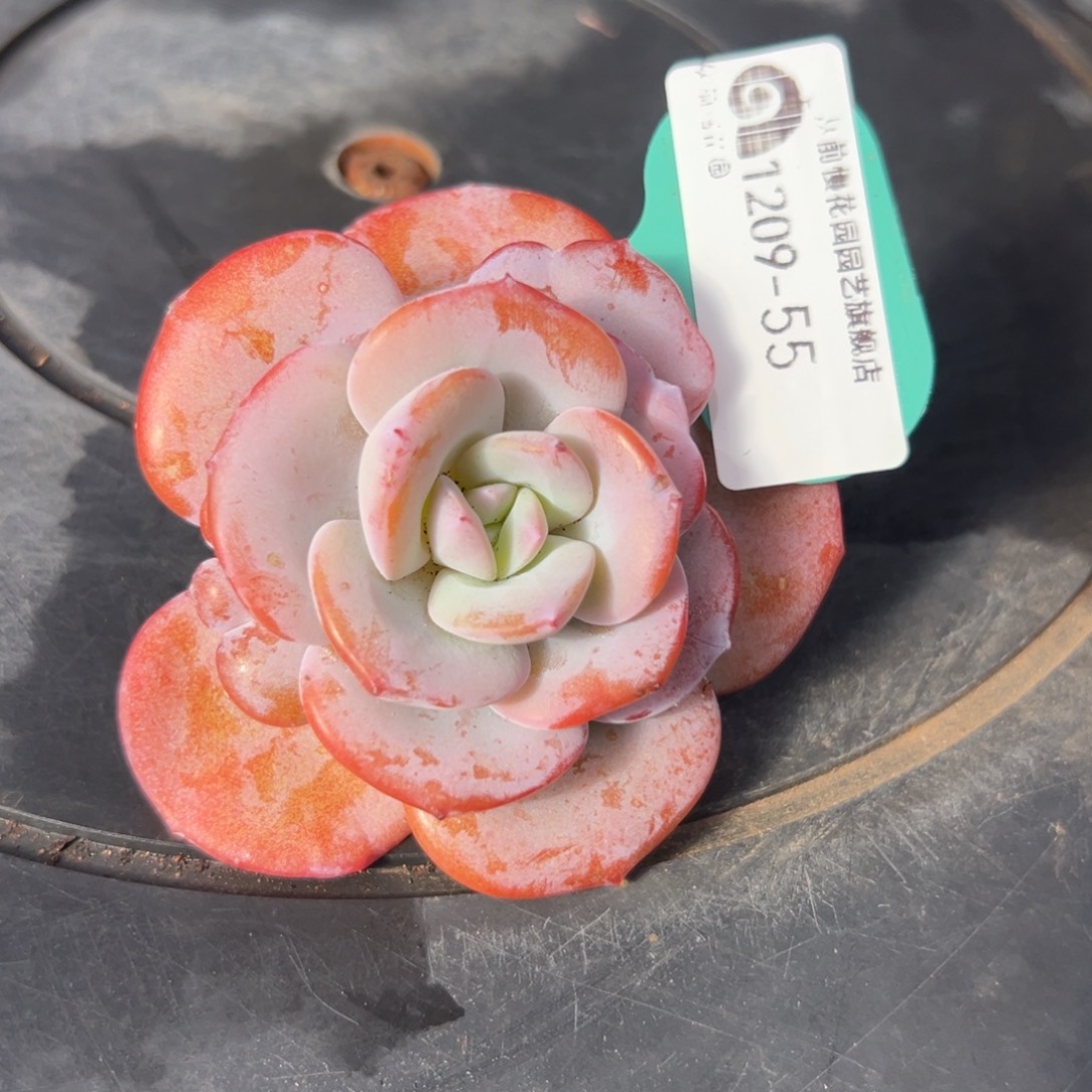 从前慢花园多肉编号1209-55