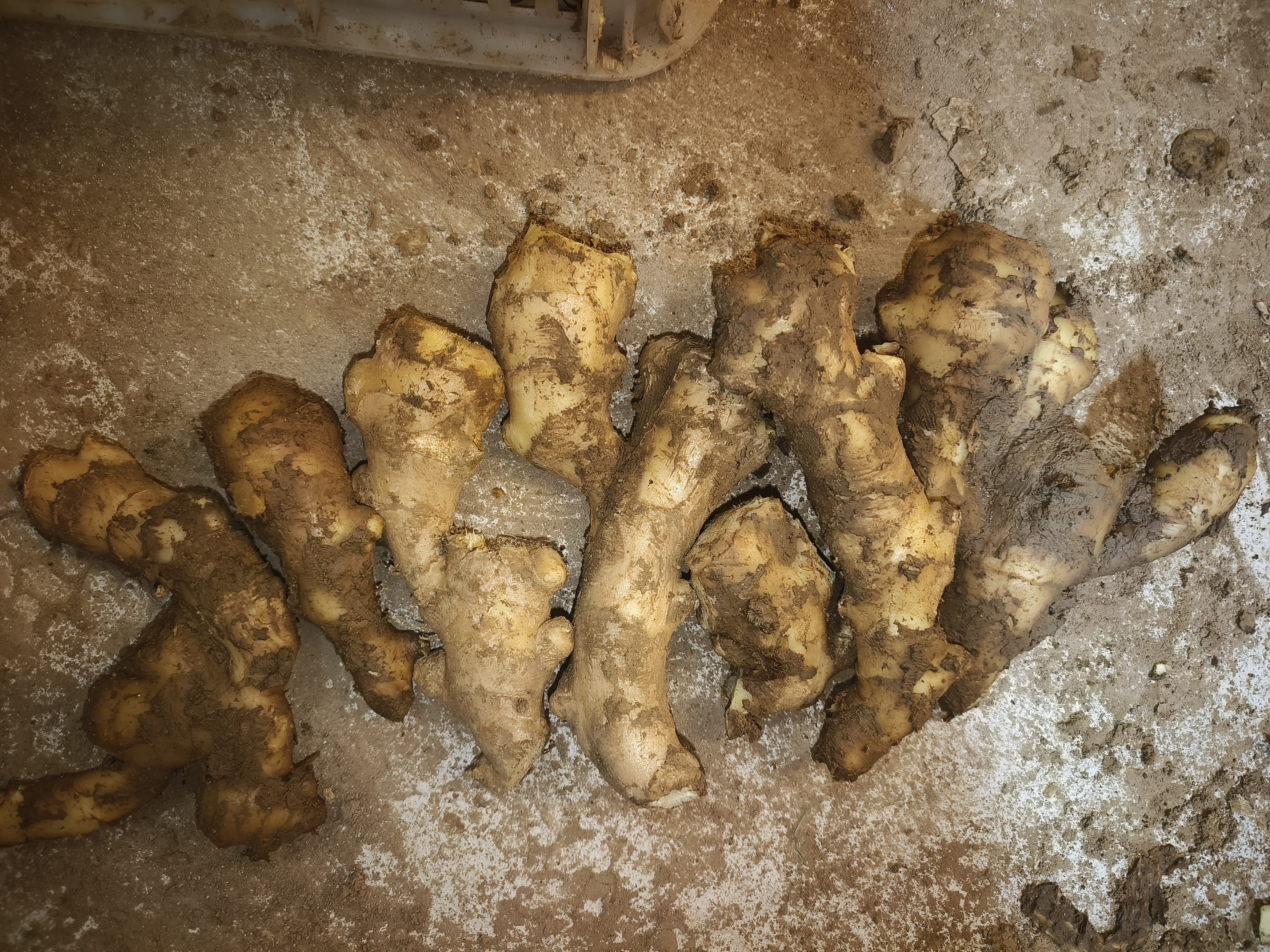 ［福利款］ 25年山东窖藏新圆头大姜枝叉果 拍三发五