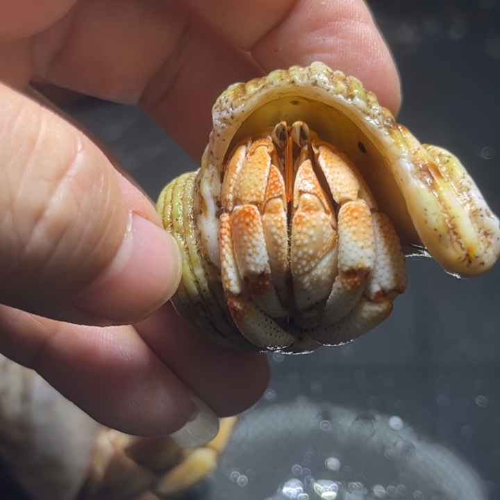 闪3号毛球2.0口径