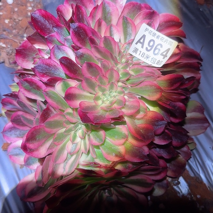 多肉法师淘宝福利