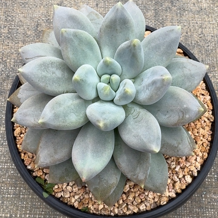 多肉植物哥特萝莉