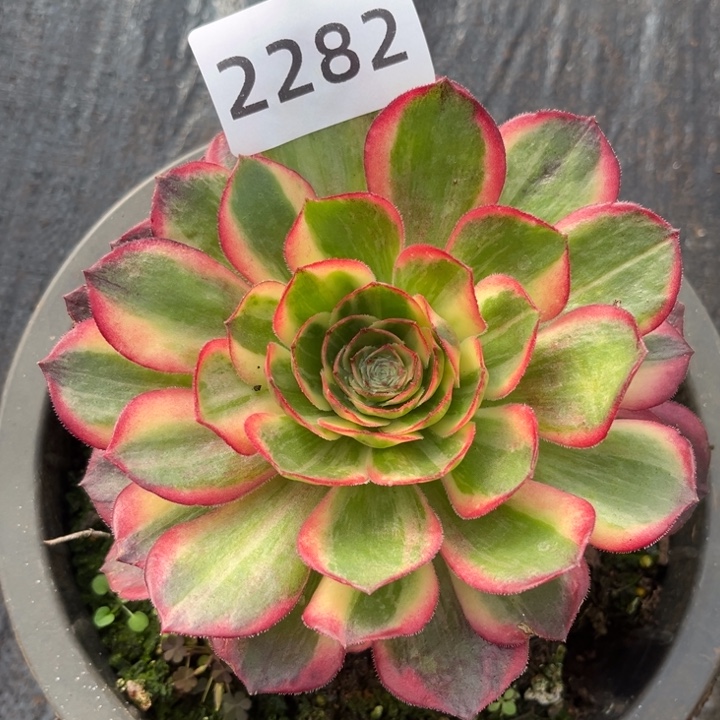 新品黑魔锦不售后多肉