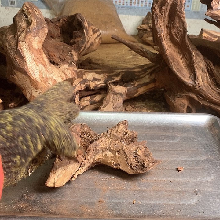 花梨木类注****夢海南花l