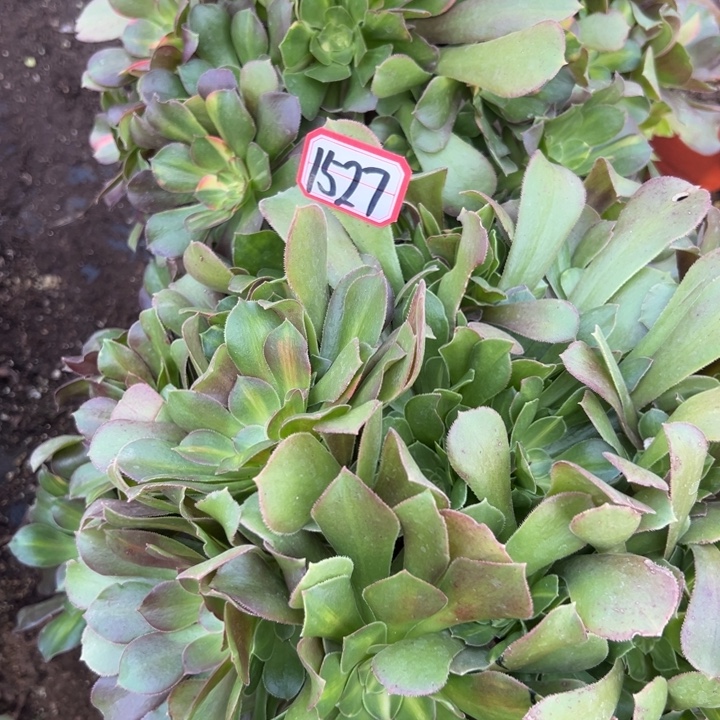 多肉植物1527不售后