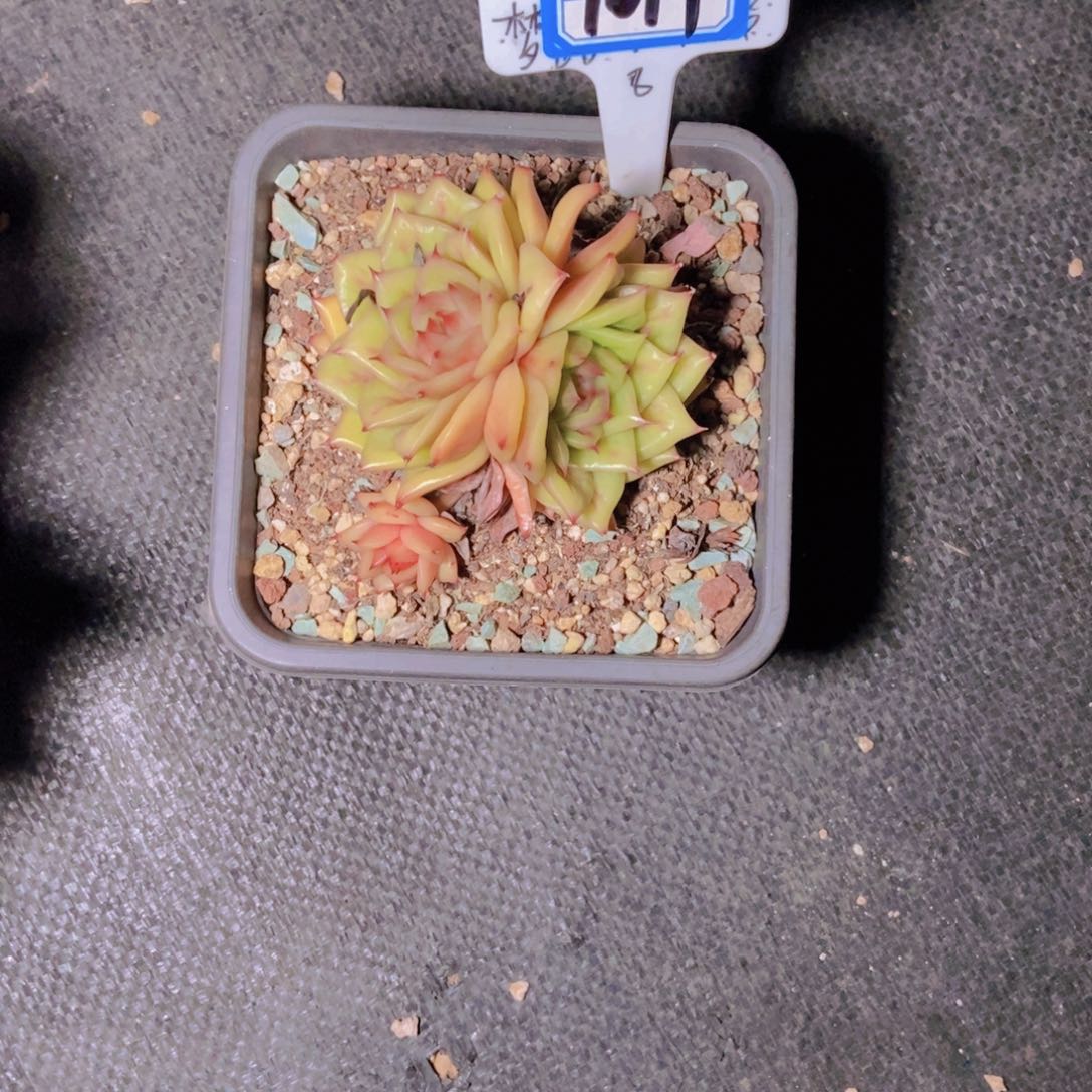 沉***金1019蔷薇林一颗一