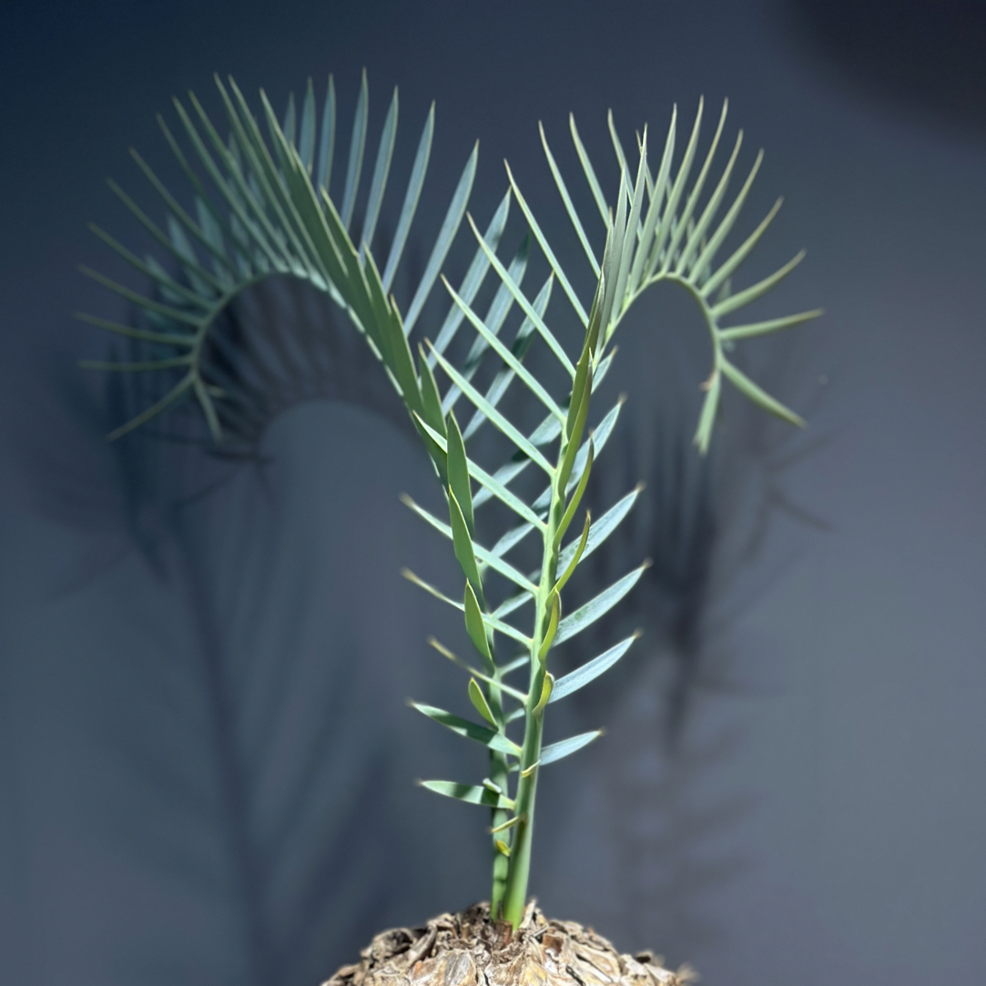 莱曼尼铁树 蓝叶铁树 小叶密叶 非洲铁泽米铁科 潮流块根绿植花卉