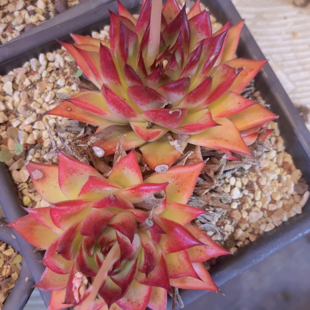 红檀03199多肉植物