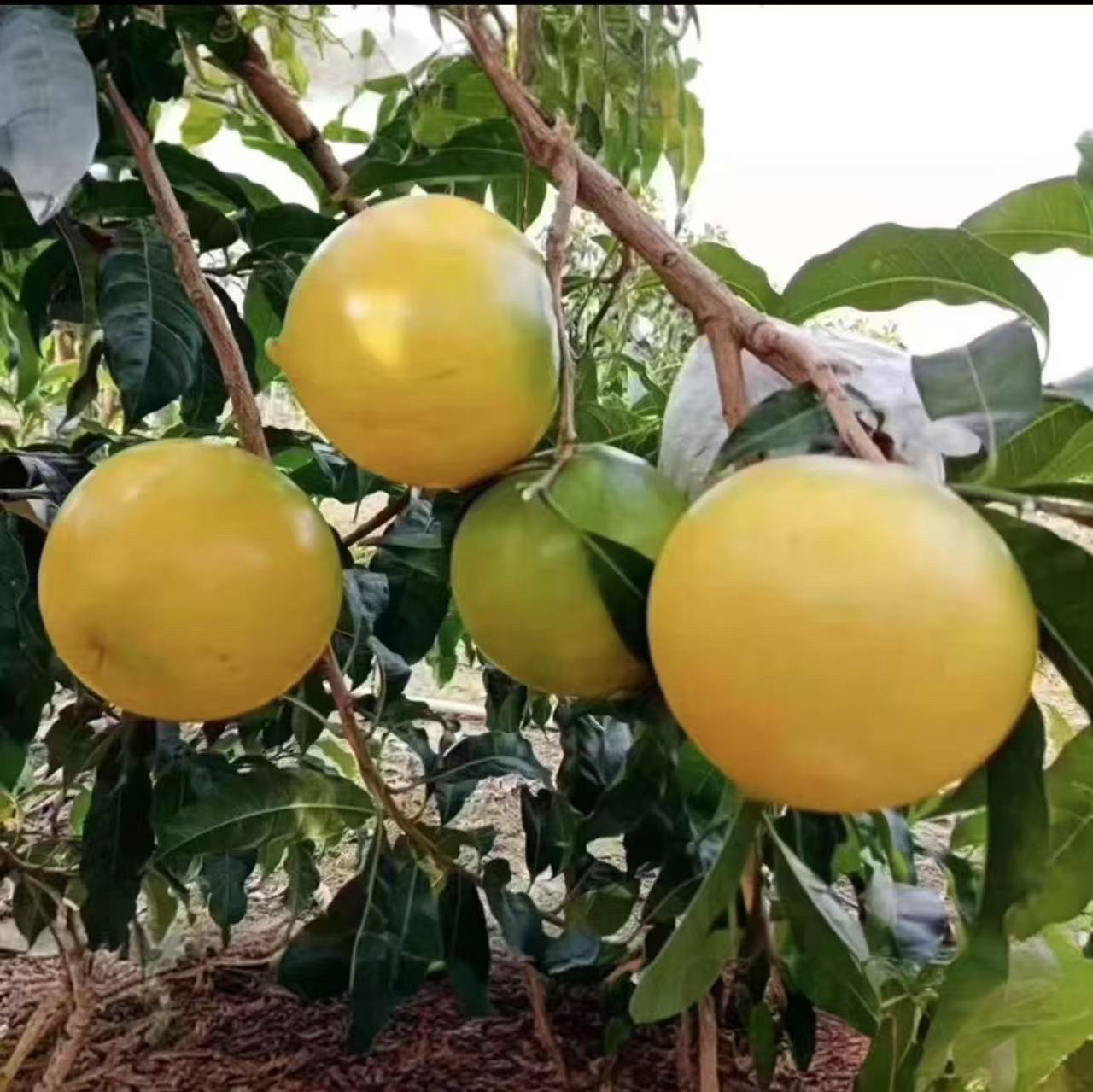 [黄晶果]8号，黄宝石，冰糖，浩克优质果苗带土发货盆栽水果