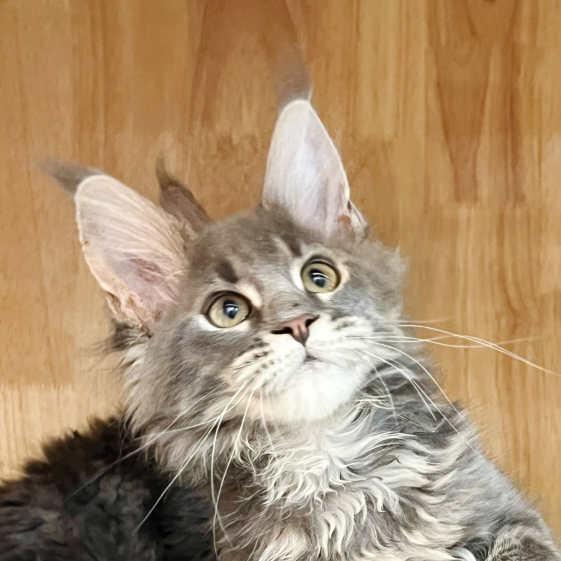 来了姊妹-蓝虎斑缅因-弟弟-07