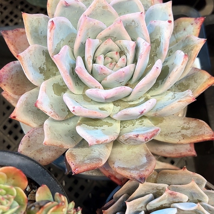 幸运的是我的朋友