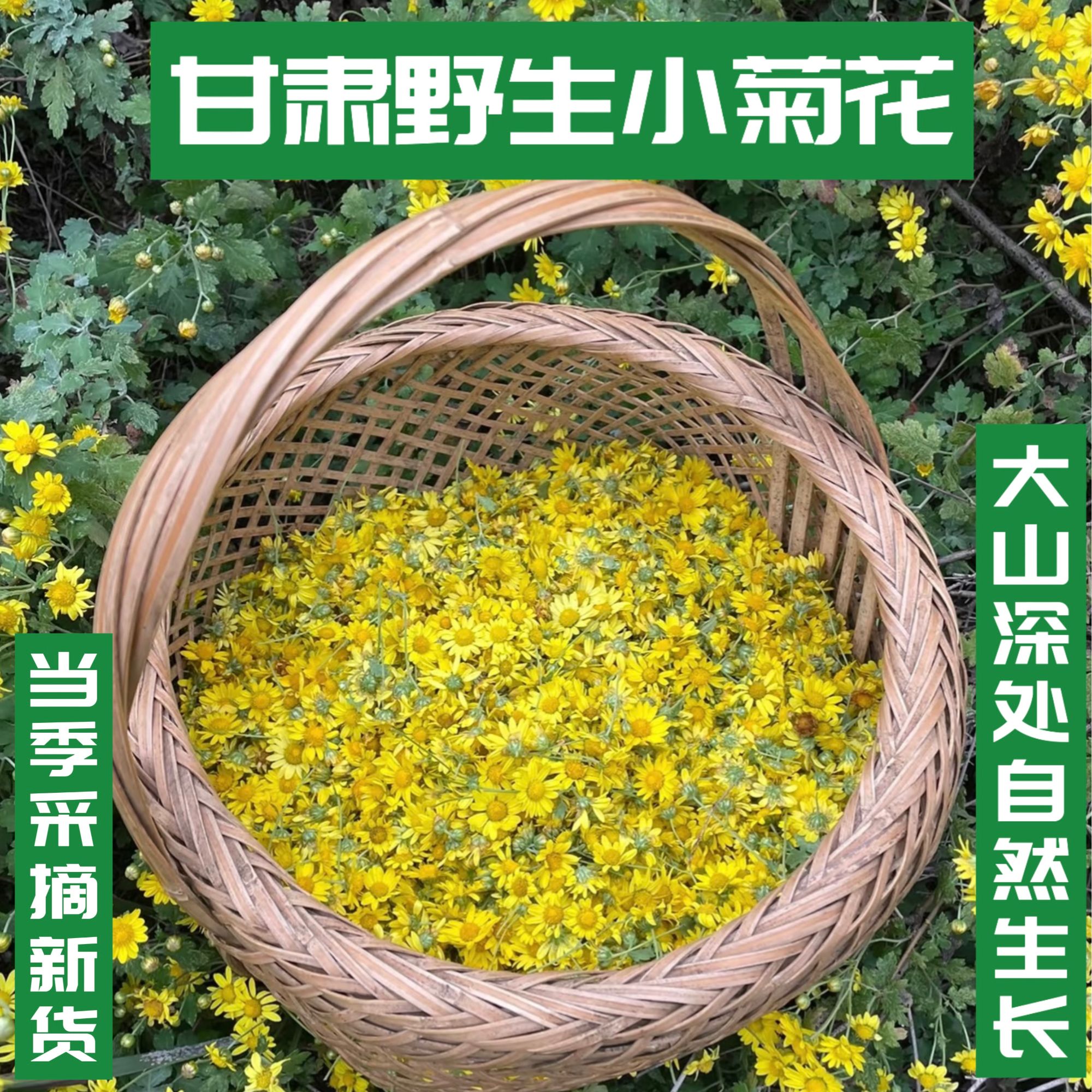 甘肃深山采摘野生小菊花自然晾晒无硫新货250-500克