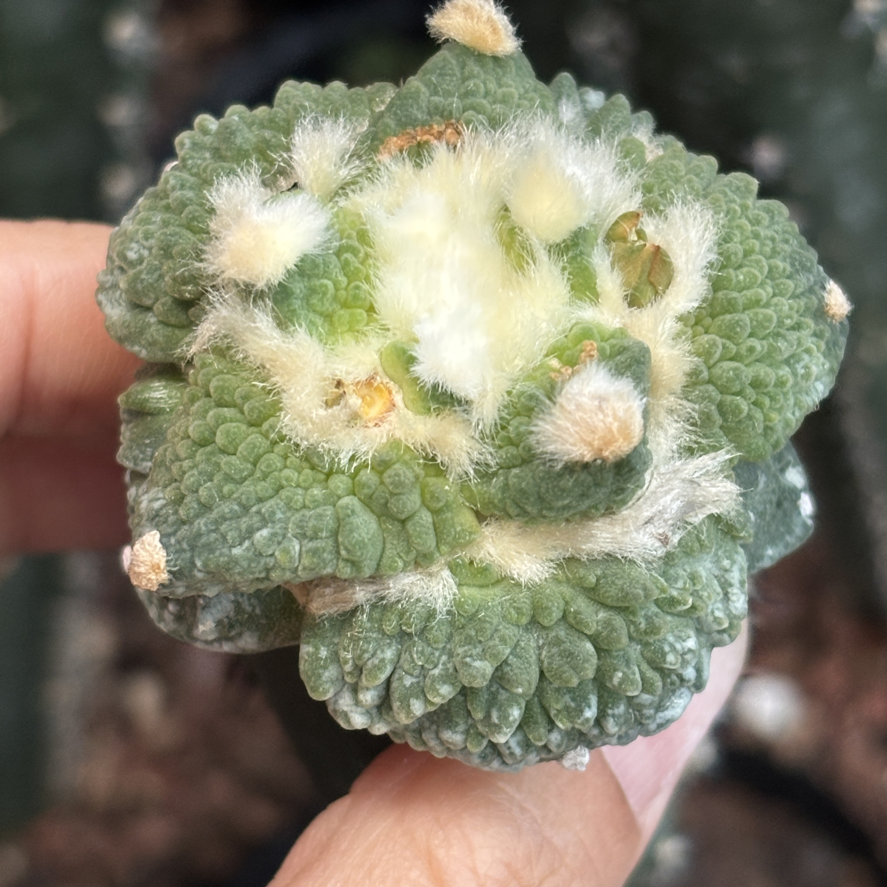 仙人球 袖浦嫁接 一物一拍 501