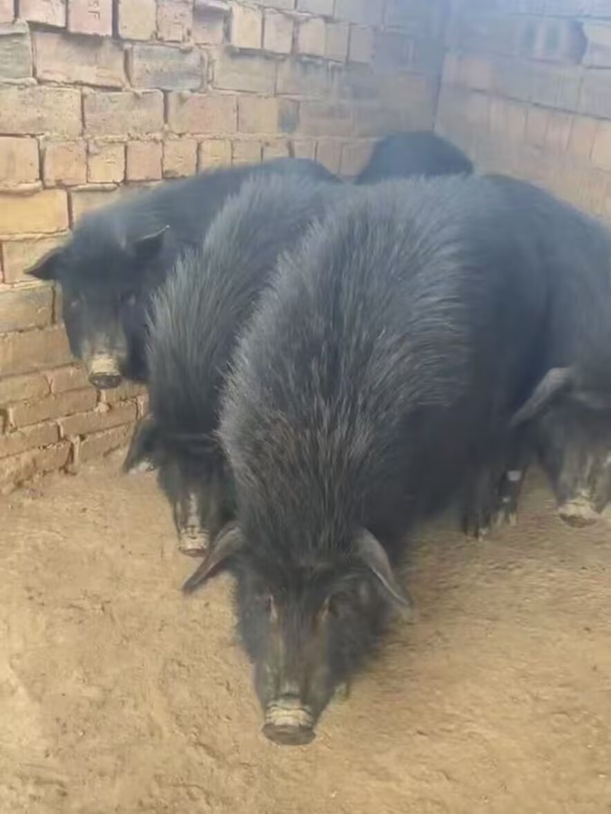 生态藏香猪黑土猪黑五花肉正宗土农家土跑山黑猪排骨土猪肉黑猪肉