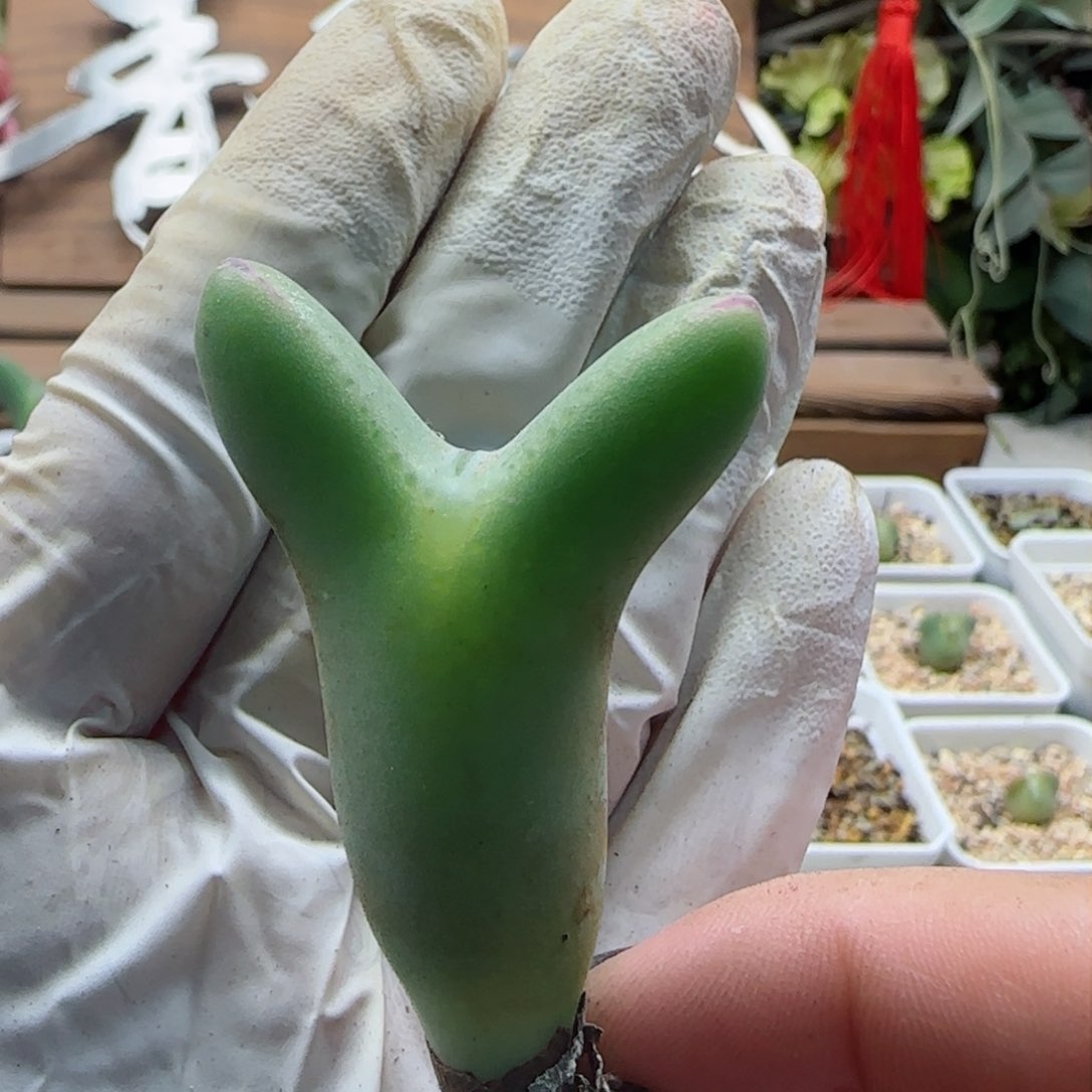 2-16-122上新超美毛皮卡丘多肉