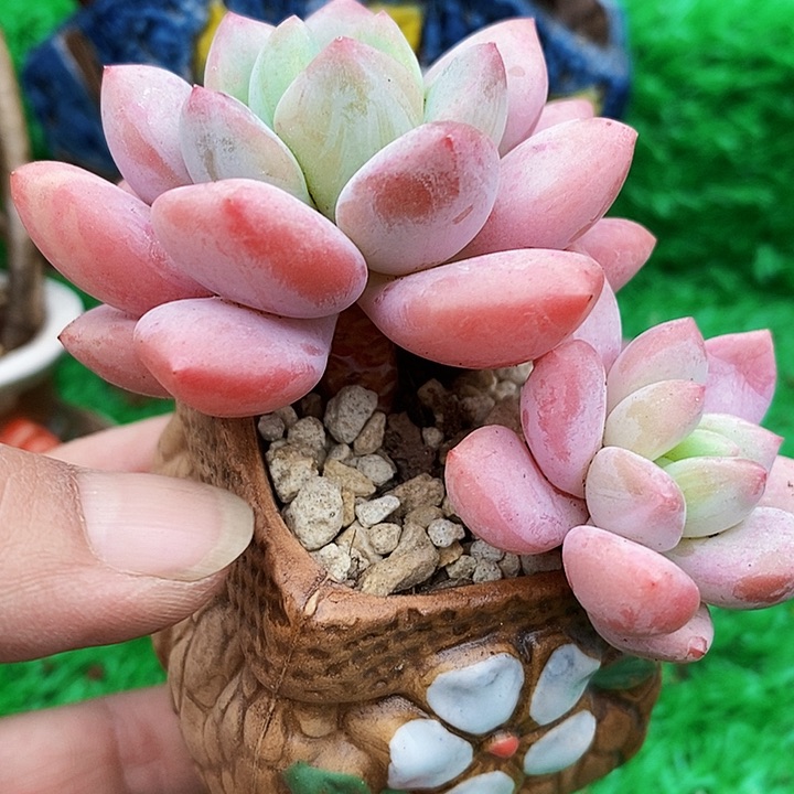 精控美人杂带盆土多肉