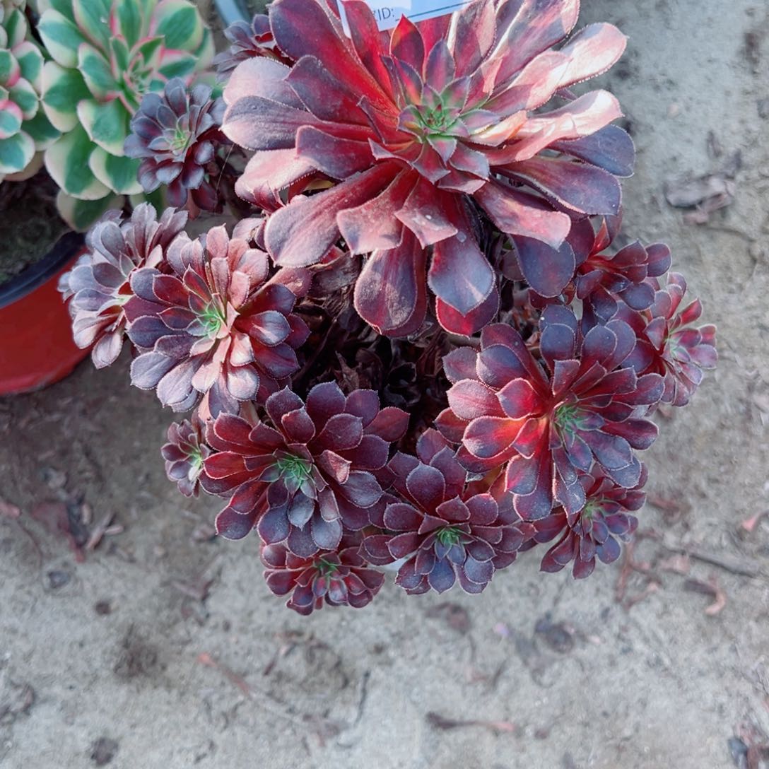 916黑铜壶中班多肉植物法师