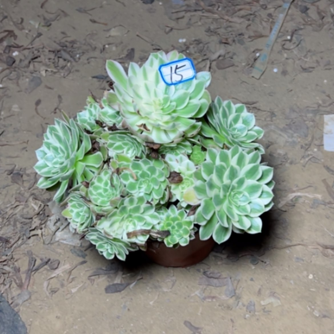 【闪购商品】粉海鲜15