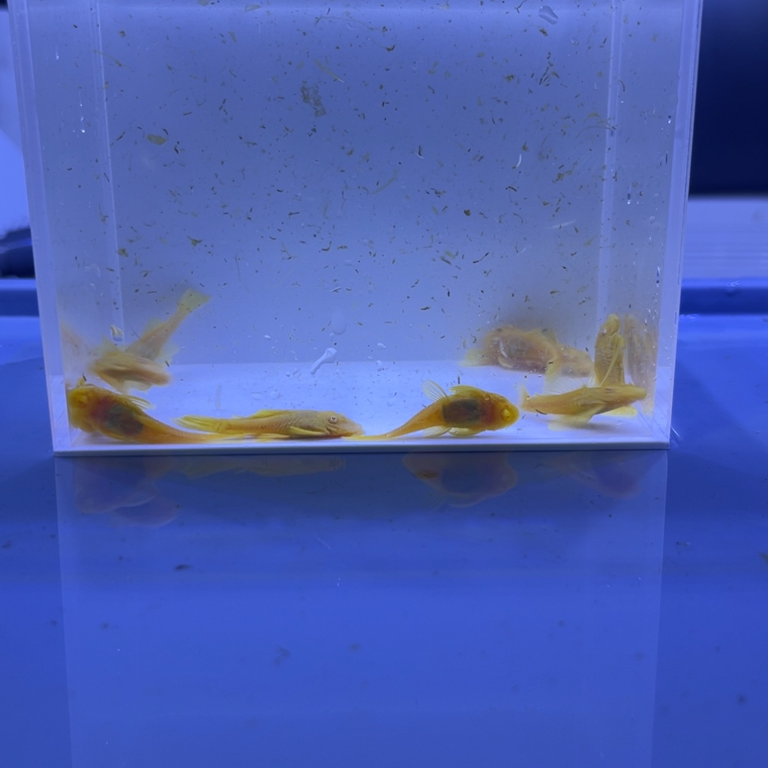 孔雀鱼胡子十条开箱视频报损