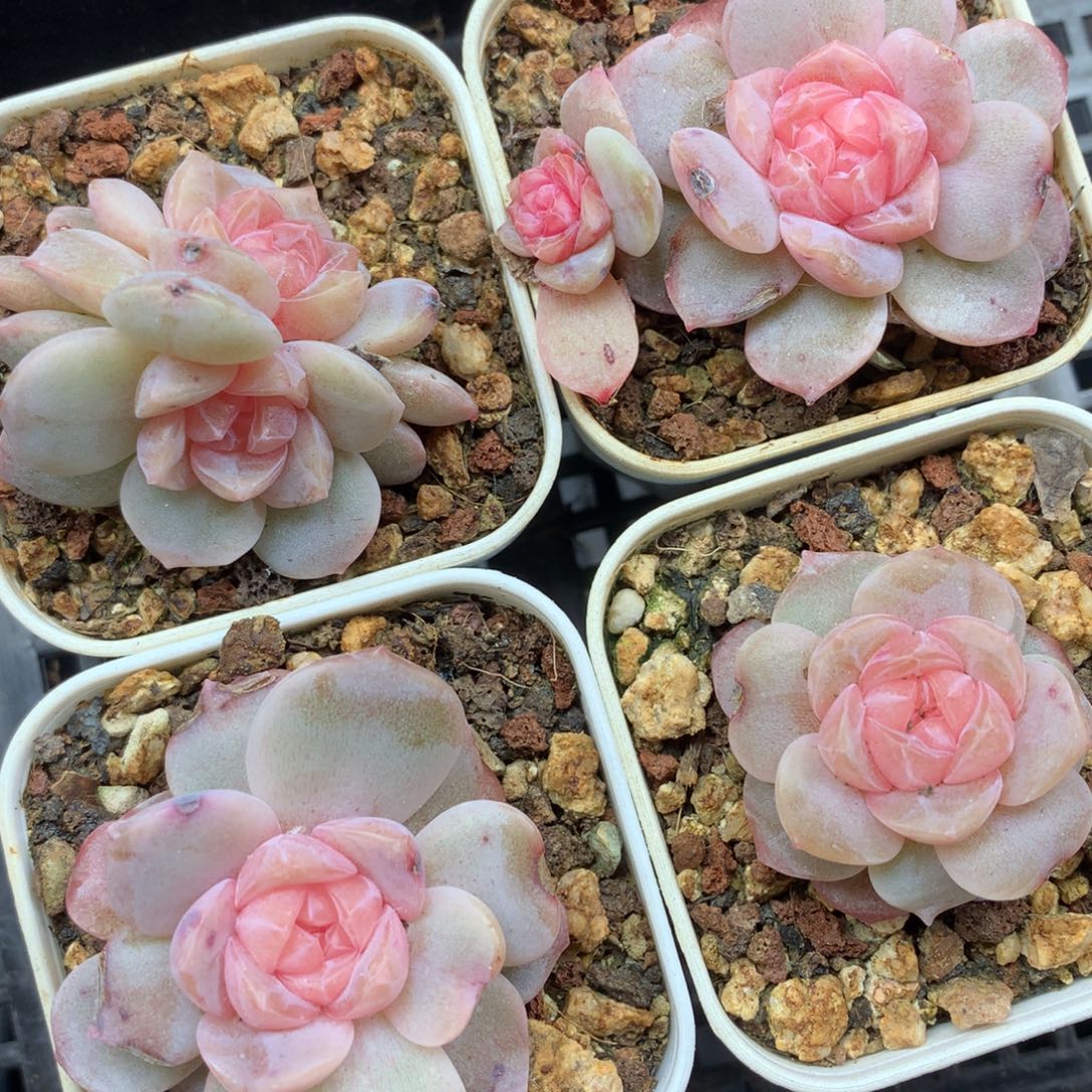 1204-09 新品糖心套餐一组