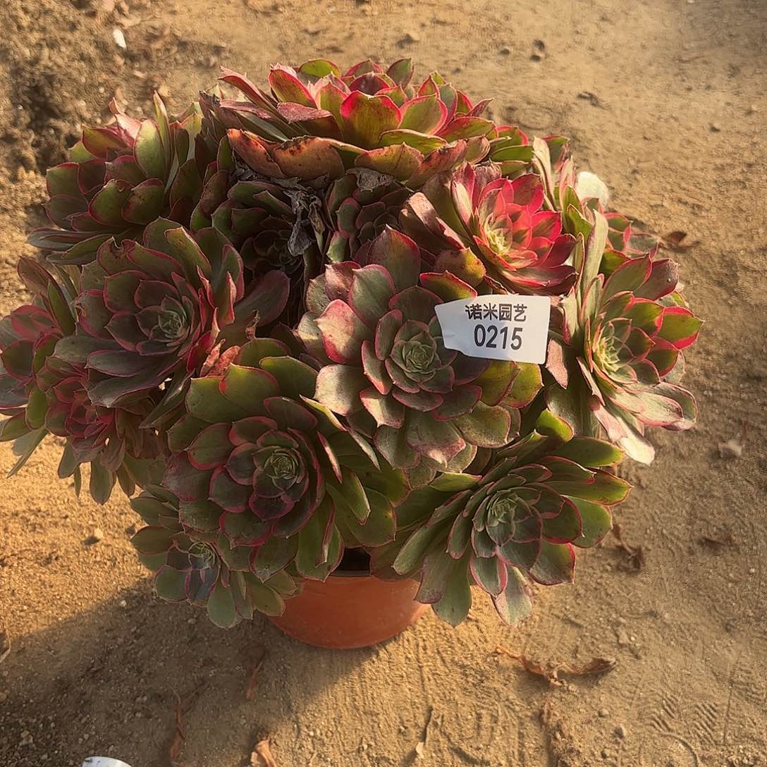 粉花妖多肉植物215