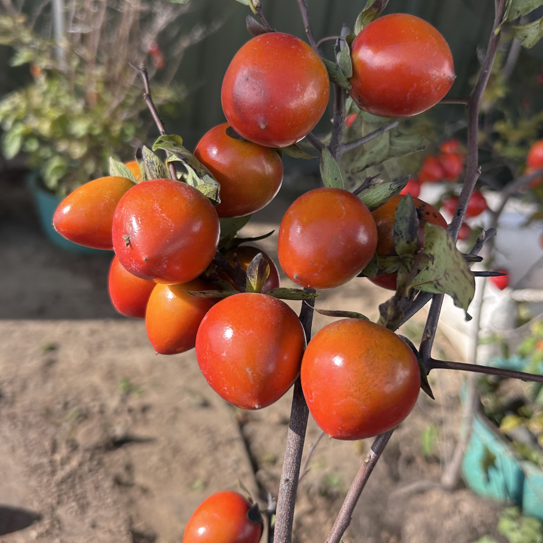 王大帅老鸦柿直播专用